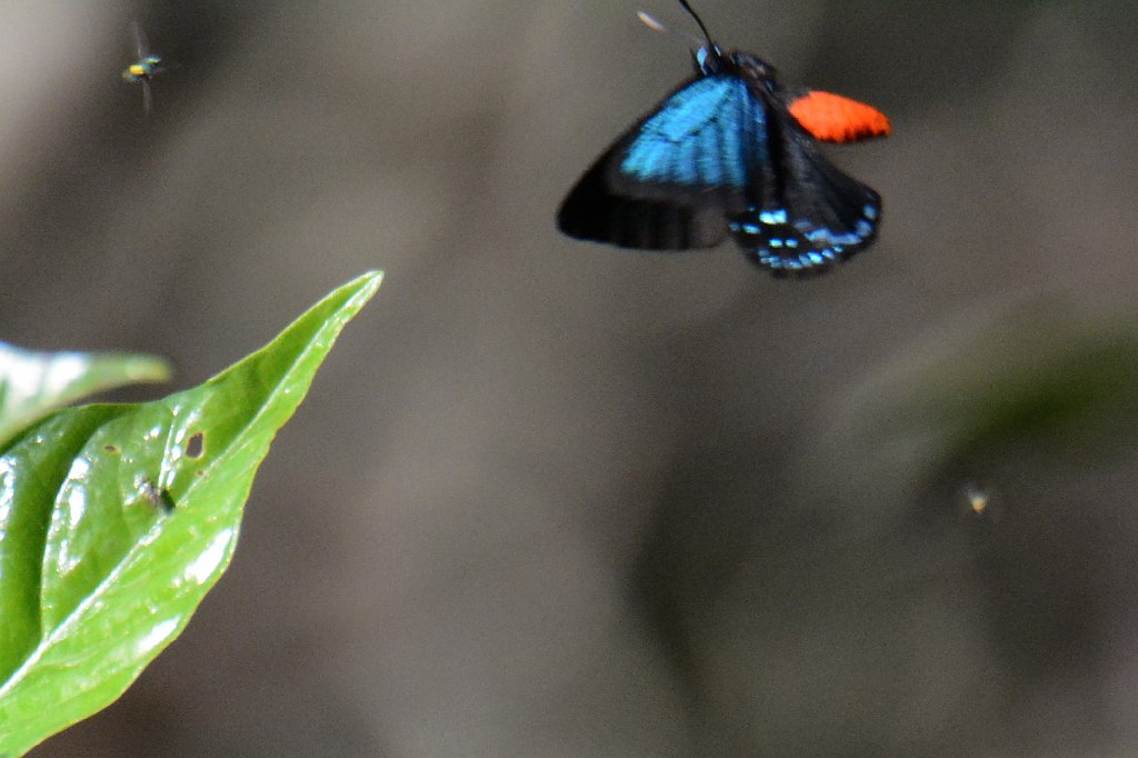 011 2015-01181178 Okeeheelee Nature Center, FL.JPG - Atala (Eumaeus atala). Butterfly. Okeeheelee Nature Center, FL, 1-18-2015